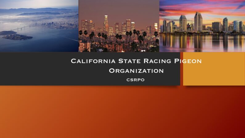 Bakersfield Racing Pigeon Club Will Be Hosting The 2022 California State Race – Please Click On CSRPO “State Race” On Menu Bar For Details